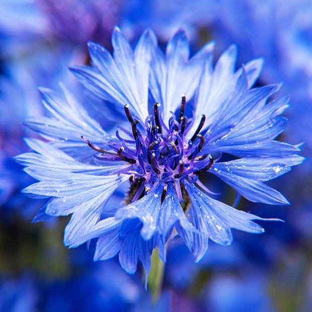 Korenbloem 'Blue Boy' - Centaurea cyanus blue boy - Moestuin