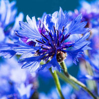 Korenbloem 'Blue Boy' - Centaurea cyanus blue boy - Zaden