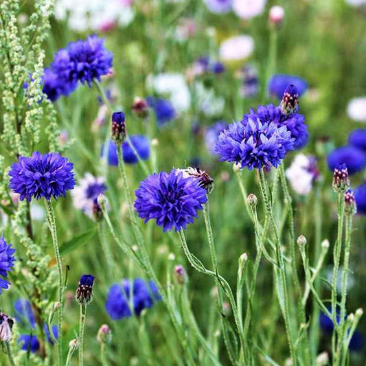 Korenbloem 'Blue Boy' - Bakker