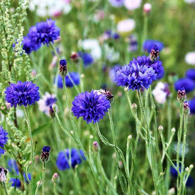 Centaurea cyanus - Korenbloem