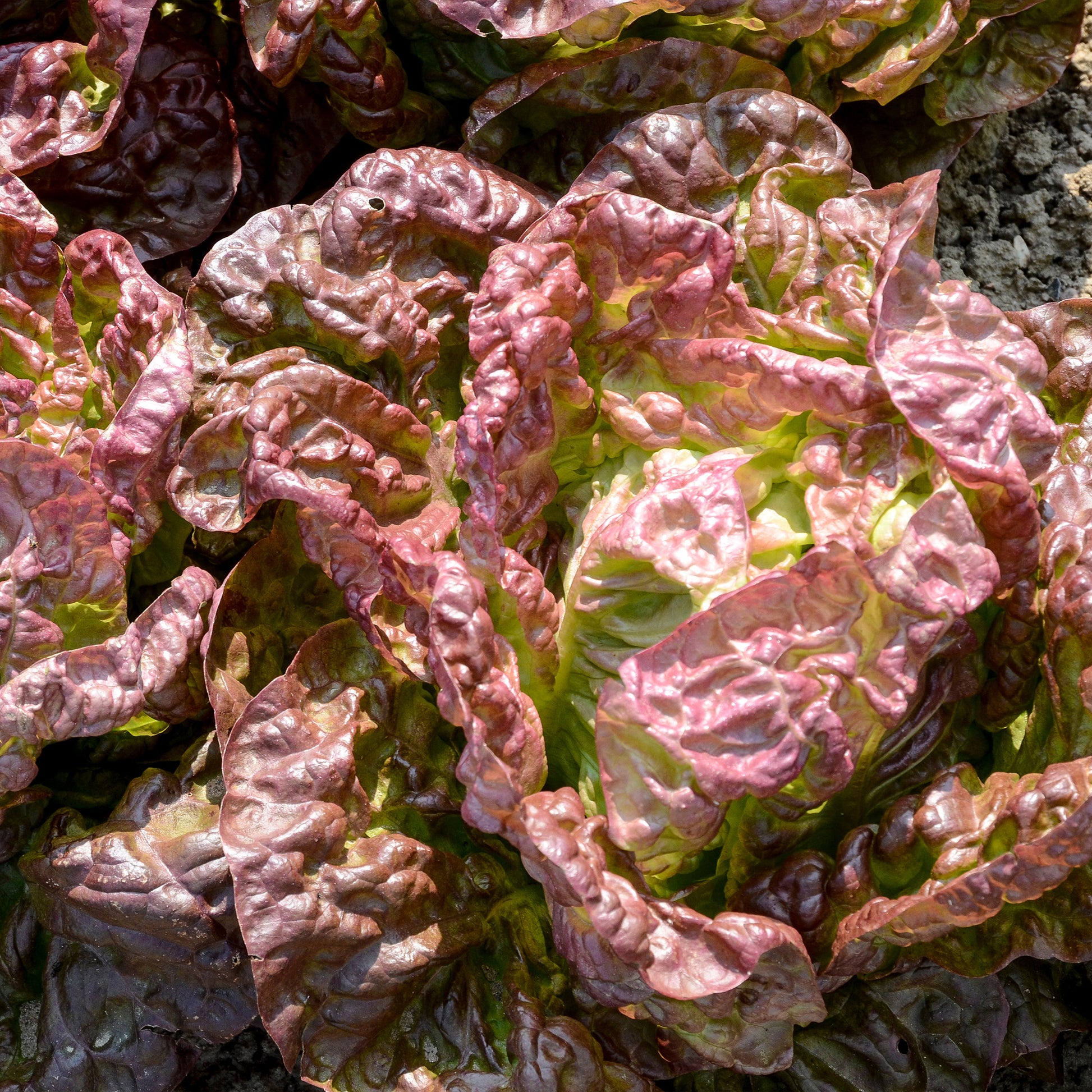 Lactuca sativa Merveille des Quatre Saisons - Kropsla 'Wonder der Vier Jaargetijden' - Slazaden