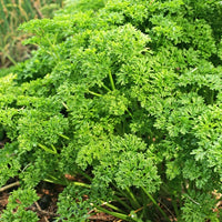Krulpeterselie - Petroselinum crispum frisé vert foncé - Moestuin