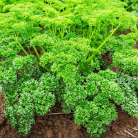 Kruiden Mix 'Peterselie, Basilicum, Kervel, Bieslook' - Collection de fines herbes (persil, basilic, cerfeuil, ciboulette) - Bakker
