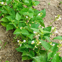 Sperzieboon 'Braemar' - Phaseolus vulgaris braimar - Groentezaden