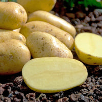 Aardappel 'Charlotte' - Solanum tuberosum charlotte - Moestuin