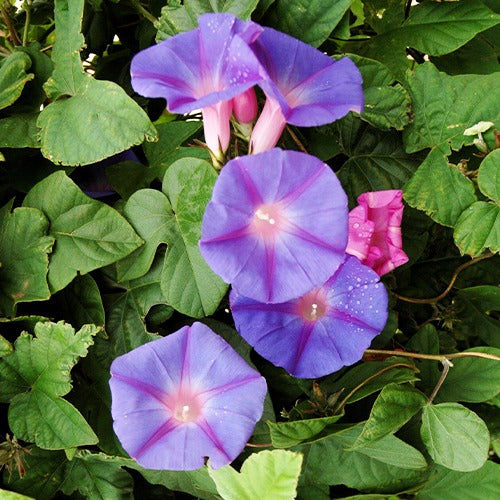Klimmende winde 'Grandiflora' - Ipomoea grandiflora - Bakker