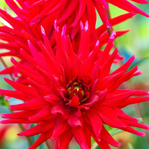 Dahlia Red Pigmy - Dahlia 'Red Pigmy' (x3) - Dahlia 
