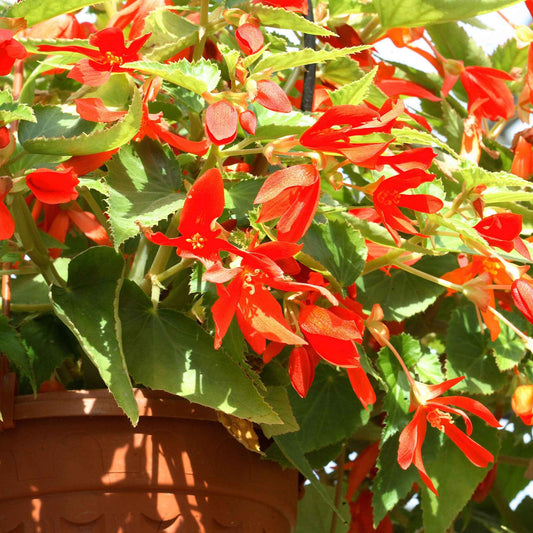 Knolbegonia 'Tanaïs (x2) - Bakker