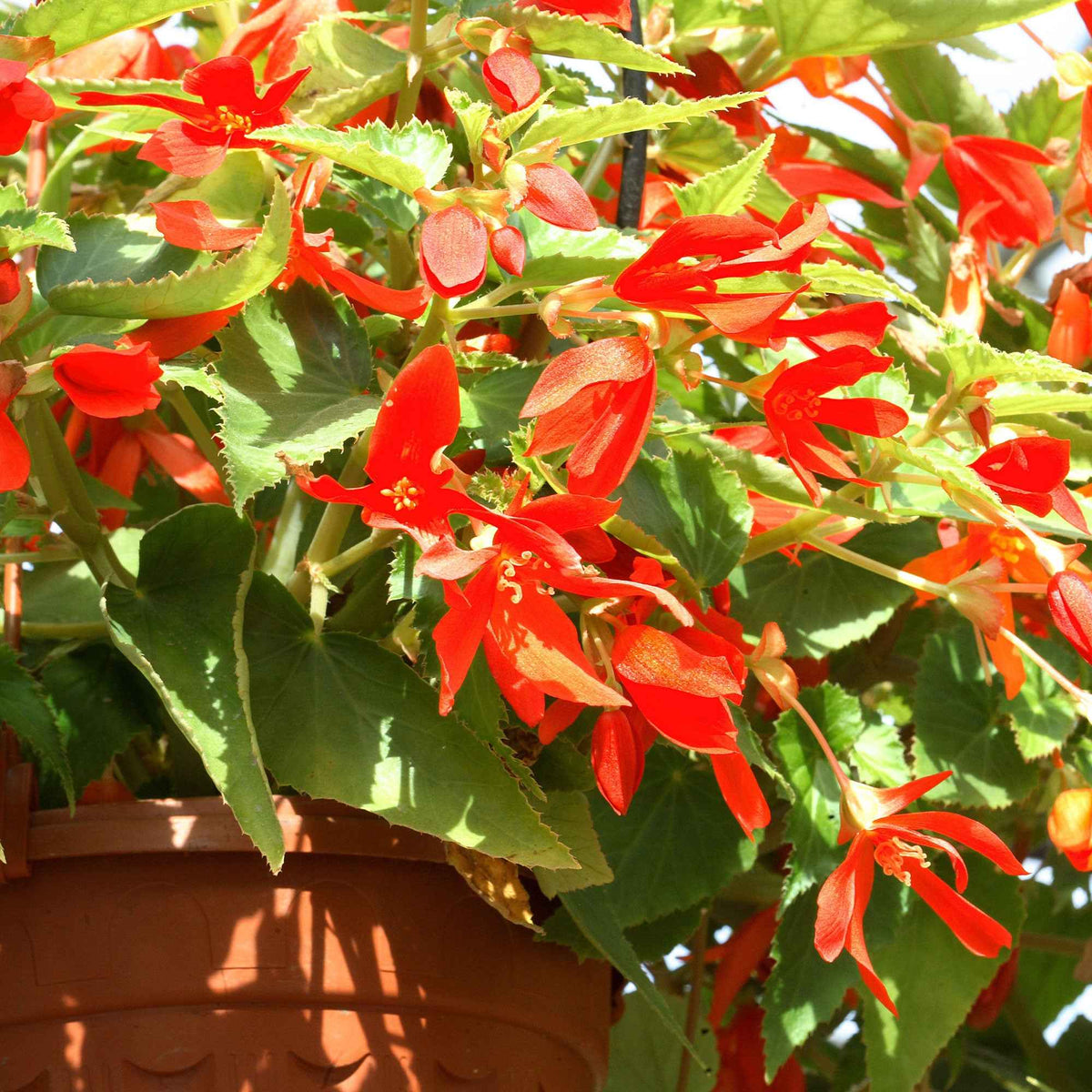 Knolbegonia 'Tanaïs (x2) - Bakker