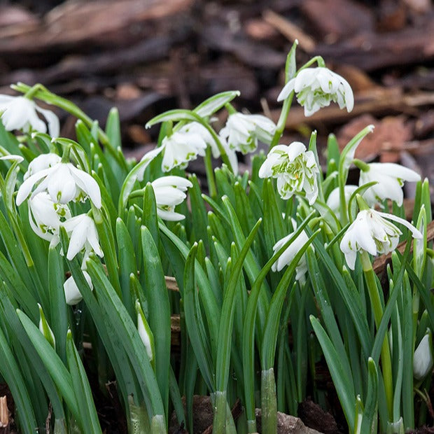 Sneeuwklokje 'Flore Pleno' (x10) - Galanthus nivalis flore pleno - Bakker