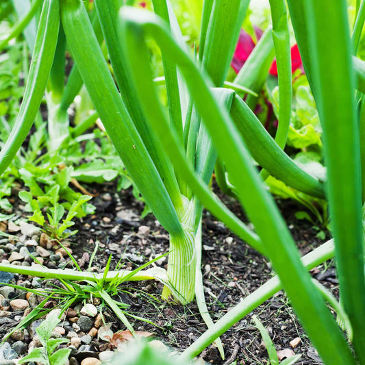 Ui 'Centurion F1' - Allium cepa centurion f1 - Moestuin