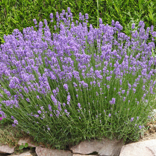 Lavendel 'Grosso' - Bakker