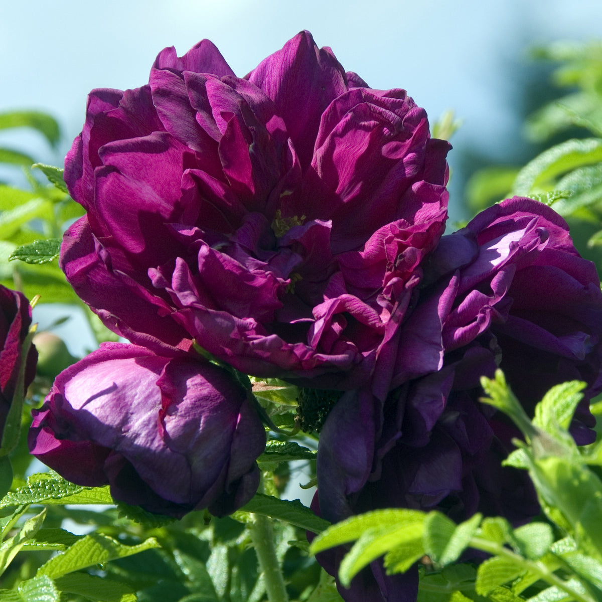 Rosa rugosa Hansa - Wilde roos 'Hansa' - Rozen - Naakte wortels