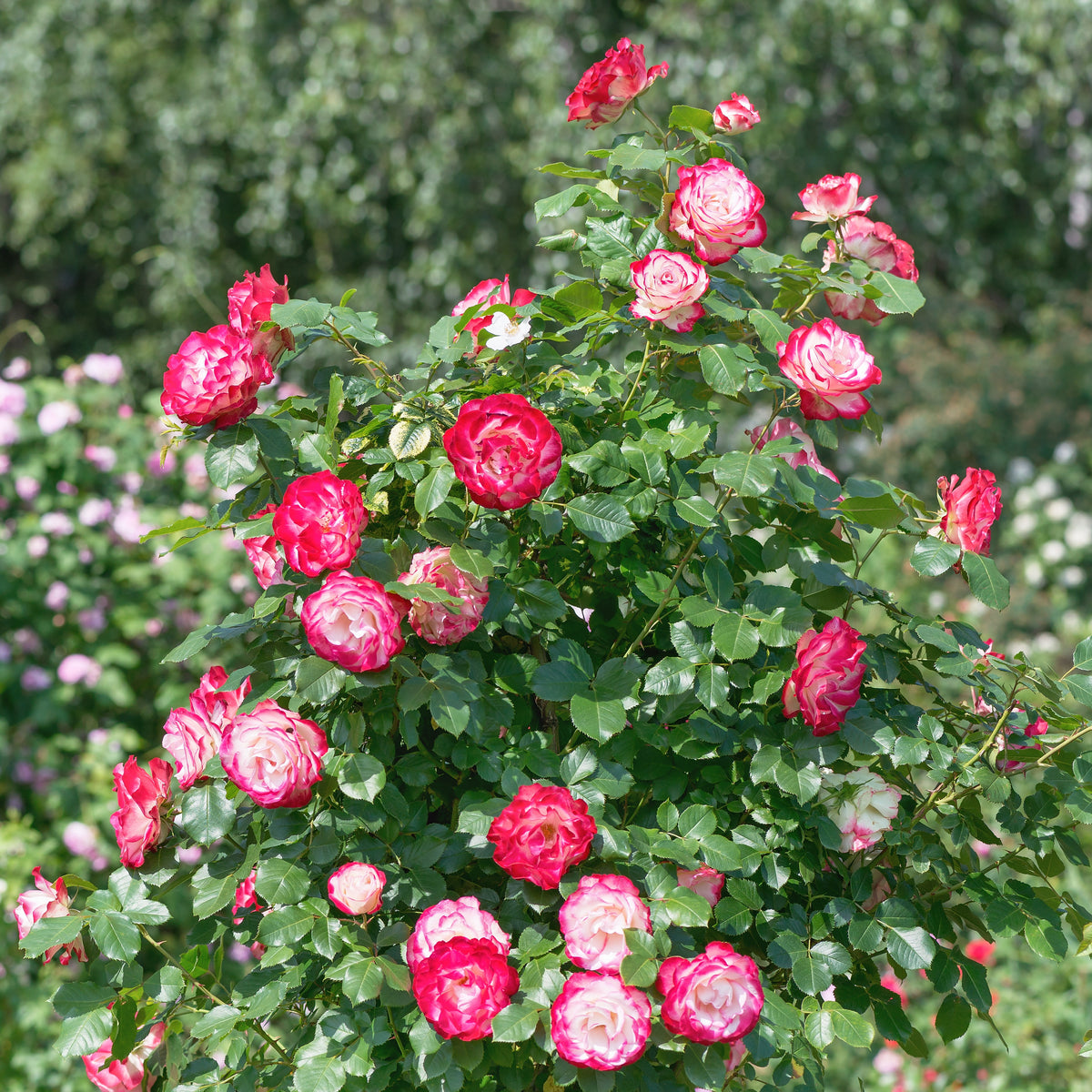 Grootbloemige roos 'Double Delight' - Rosa Double Delight - Bakker