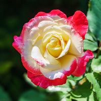 Grootbloemige roos 'Double Delight' - Rosa Double Delight - Plantsoort