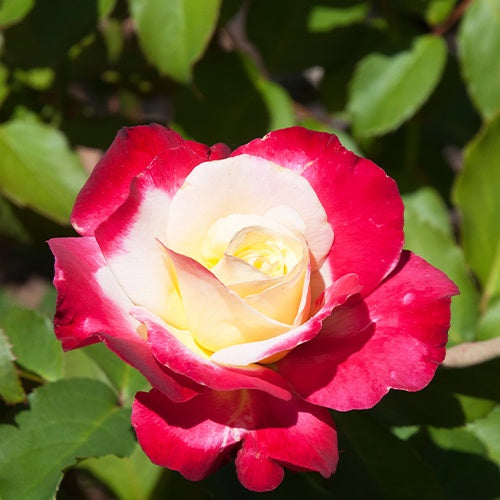 Rozen - Grootbloemige roos 'Double Delight' - Rosa Double Delight