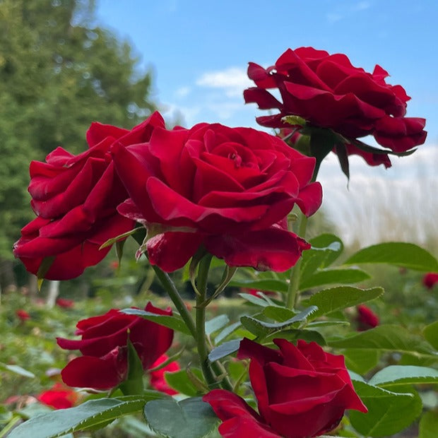 Rosa doris tysterman, nostalgie, barkarole - Rozenmix 'Onderhoudsvrij' (x3) - Rozen - Naakte wortels