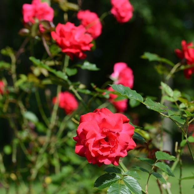 Roos 'Shalom' - Rosa Shalom - Plantsoort