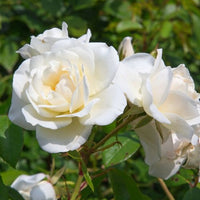Grootbloemige roos 'White Symphony' - Rosa White Symphony