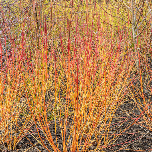 Rode kornoelje 'Winter Flame' - Bakker