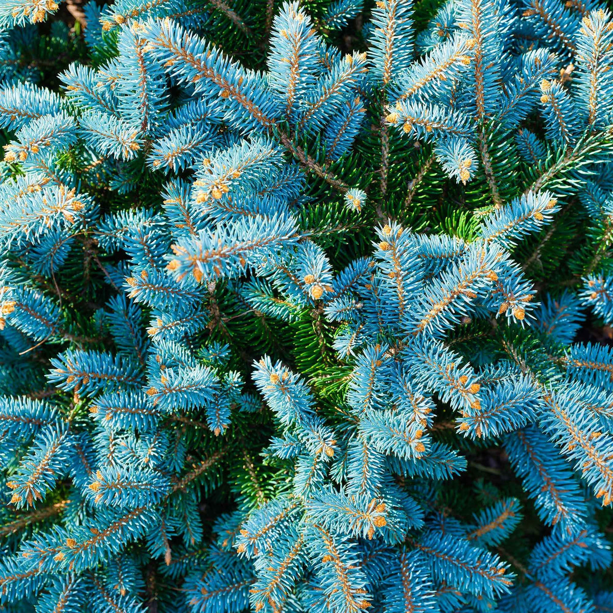 Verkoop Blauwe spar 'Willemse selectie' - Picea pungens maculata