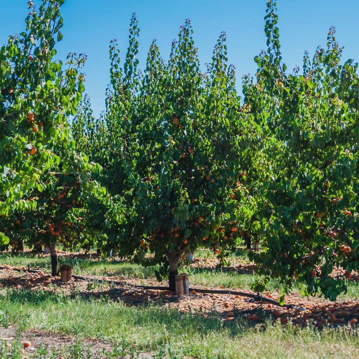 Abrikozenbomen - Abrikozenboom Polonais' - Prunus armeniaca Polonais
