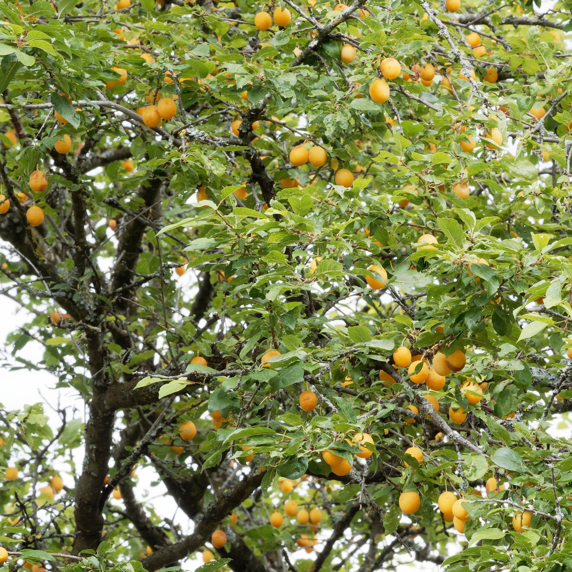 Pruimenboom 'Mirabelle de Nancy' - Prunus domestica mirabelle de nancy