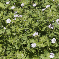 Winterharde geranium 'Katharine Adèle (x3) - Geranium oxonianum katharine adèle - Heesters en vaste planten