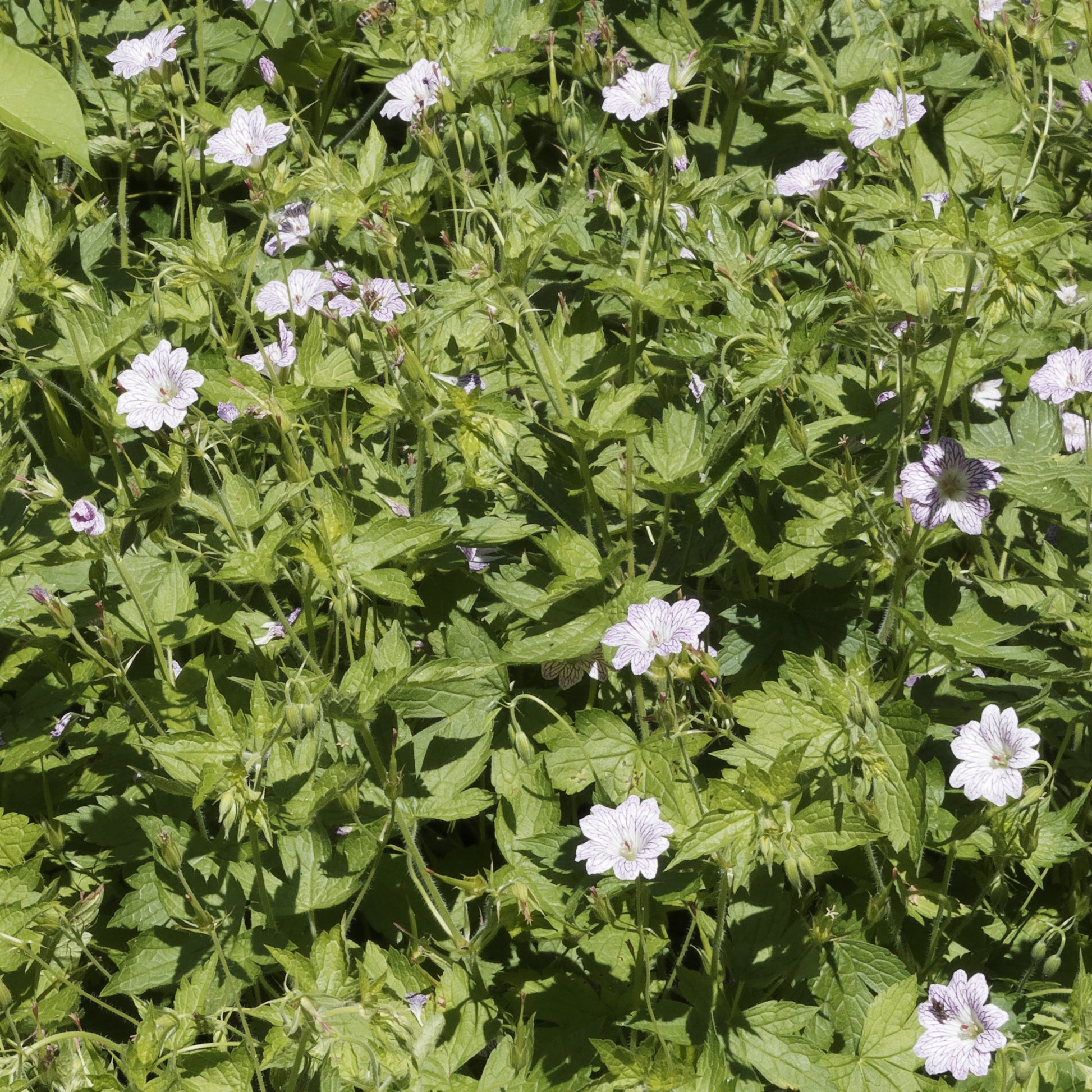 Winterharde geranium 'Katharine Adèle (x3) - Geranium oxonianum katharine adèle - Heesters en vaste planten