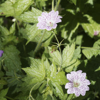 Winterharde geranium 'Katharine Adèle (x3) - Geranium oxonianum katharine adèle - Bakker