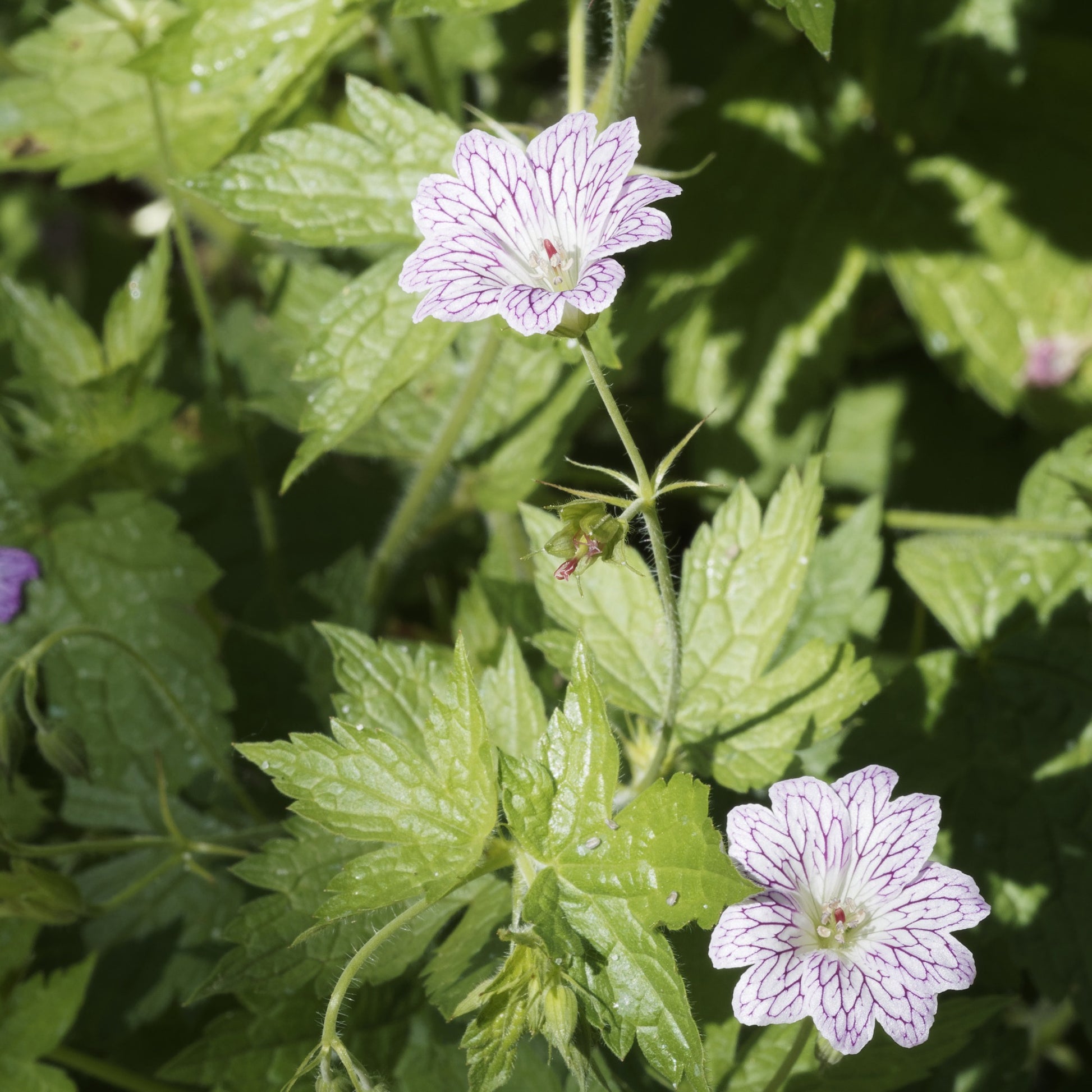 Winterharde geranium 'Katharine Adèle (x3) - Geranium oxonianum katharine adèle - Tuinplanten