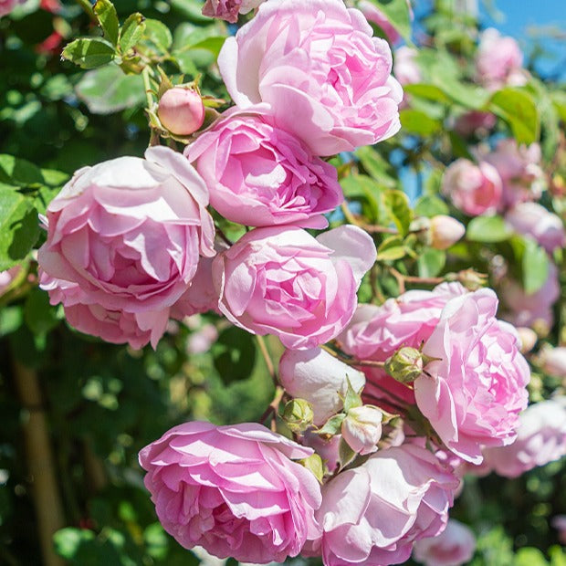 Klimroos 'Jasmina Korcentex' - Rosa jasmina korcentex - Tuinplanten