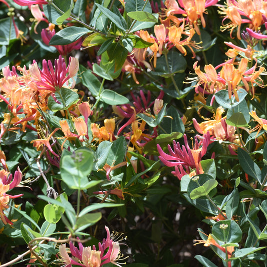 Kamperfoelie 'Goldflame' - Lonicera heckrotii goldflame - Heesters en vaste planten