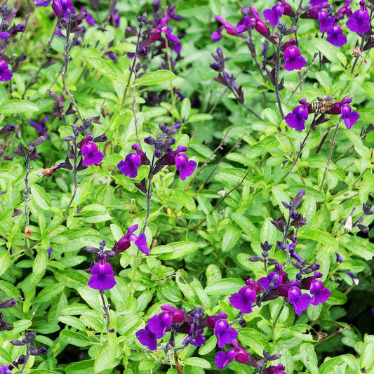 Salie 'Violette de Loire' - Salvia jamensis Violette de Loire ® Barsal - Tuinplanten