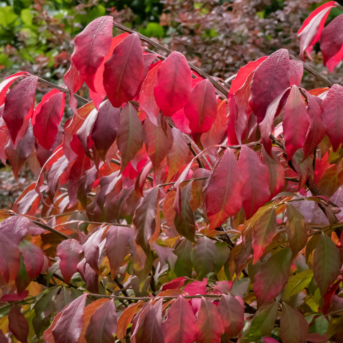 Alatus Kardinaalsmuts - Euonymus alatus - Bakker