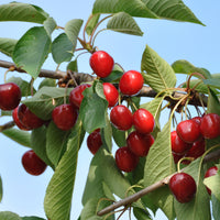 Zoete kers 'Summit' - Prunus avium summit - Fruitbomen