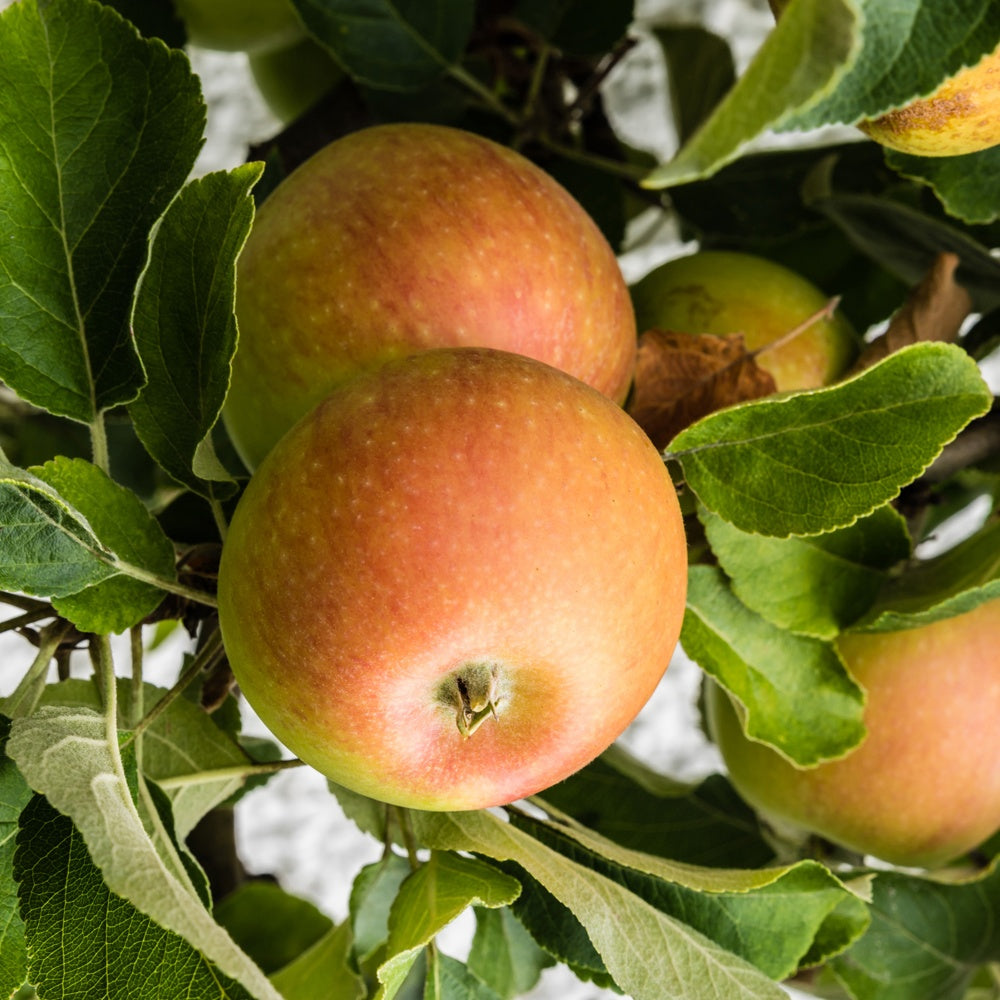 Appelboom Coxs Orange Pippin - Bakker