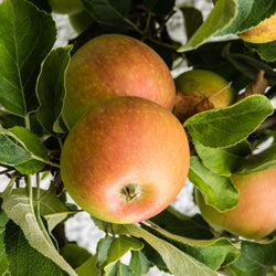 Appelboom 'Cox's Orange' - Bakker