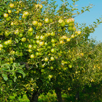 Appelboom 'Golden Delicious' - Malus domestica Golden Delicious - Appels