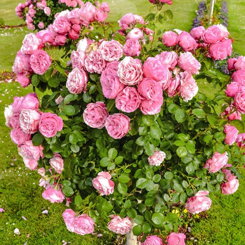 Engelse roos 'Her's Ausgreen'® - Rosa her's ausgreen ® (ausblush) - Plantsoort