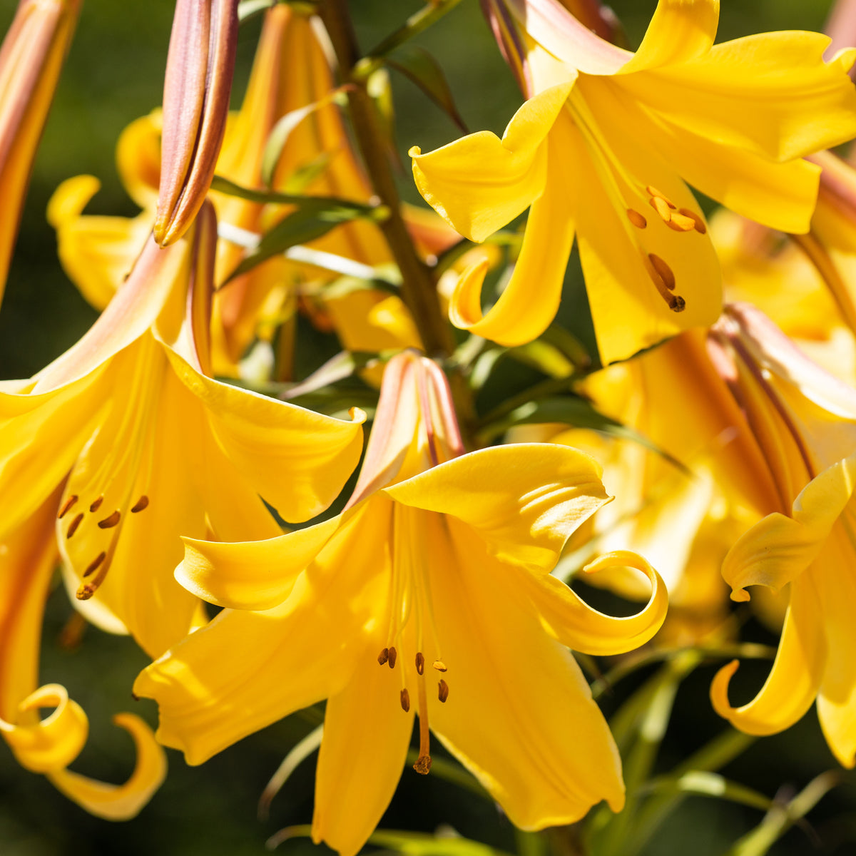 Trompetlelies Golden Splendour (x3) - Lilium golden splendour - Bakker