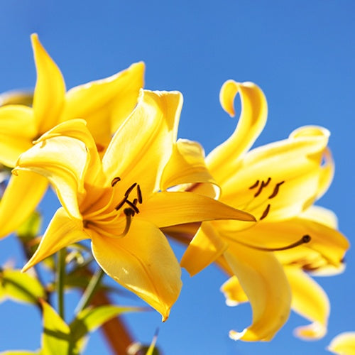 Trompetlelies Golden Splendour (x3) - Lilium golden splendour - Zomerbloeiers