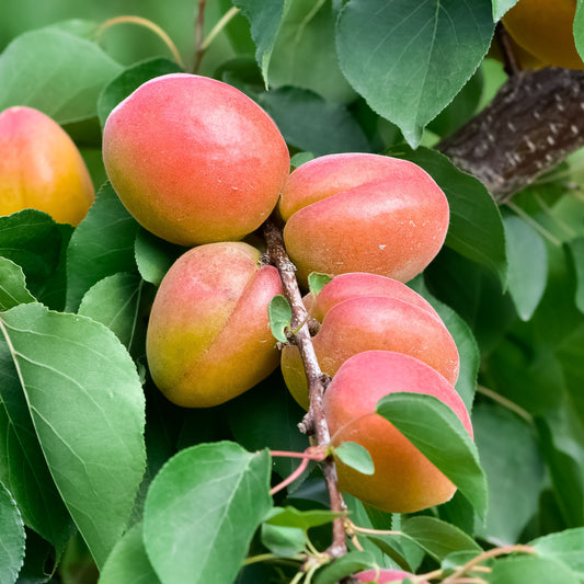 Abrikozenboom 'Bergeron' - Prunus armeniaca Bergeron - Fruit