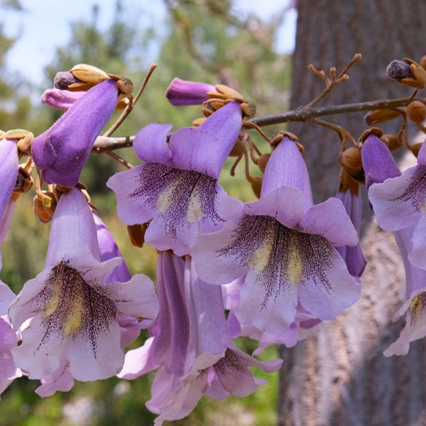 Keizerboom - Paulownia - Anna Paulownaboom - Bakker