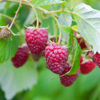 Framboos Collectie: Marastar, Fallgold, Sumo (x12) - Rubus idaeus Marastar ®, Sumo 2, Fallgold - Bakker
