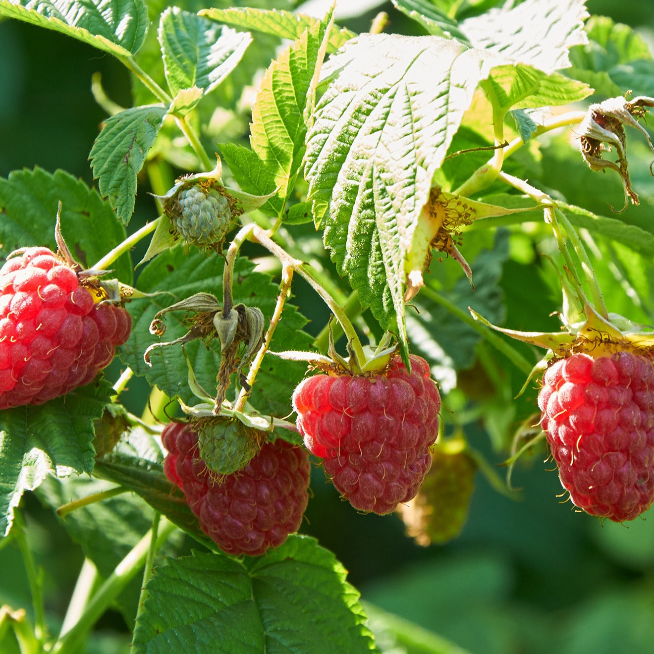 Framboos 'Marastar'® - Rubus idaeus marastar ® cov ma29-20 - Kleine fruitbomen