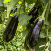Aubergine 'Baluroi F1' - Solanum melongena baluroi f1 - Moestuin