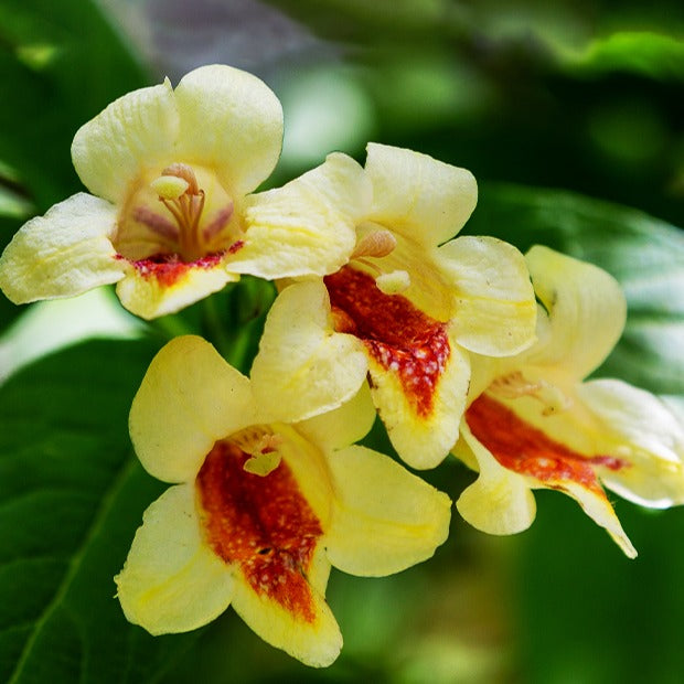 Weigelia - geel - Weigela middendorffiana - Bakker
