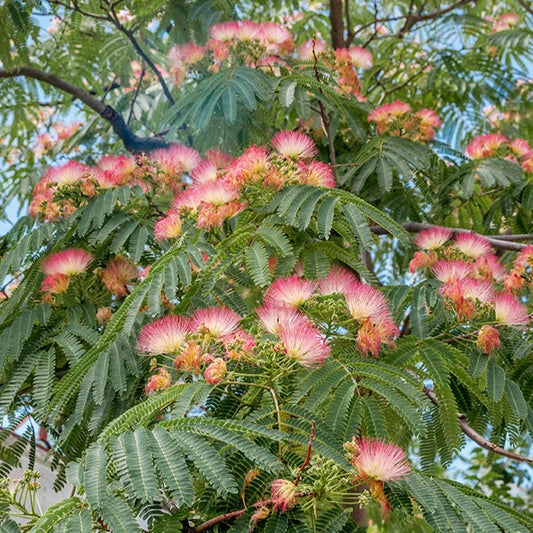 Perzische slaapboom 'Rosea' - Albizia julibrissin rosea - Heesters en vaste planten