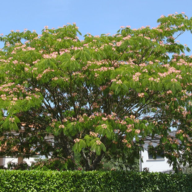 Albizia julibrissin rosea - Perzische slaapboom 'Rosea' - Bloeiende bomen